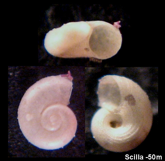 Skenea serpuloides